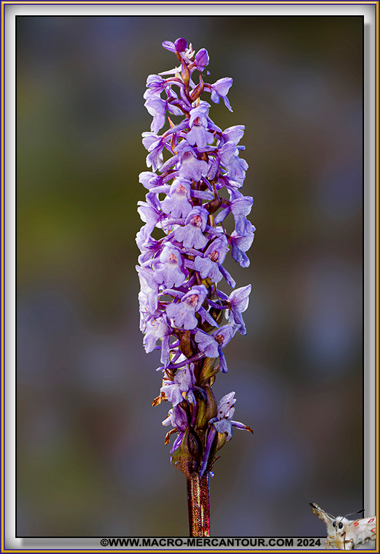 Orchis moucheron